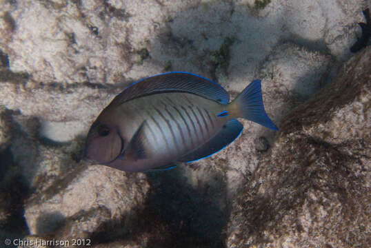 Plancia ëd Acanthurus chirurgus (Bloch 1787)