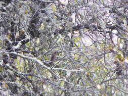 Image of White-tufted Sunbeam