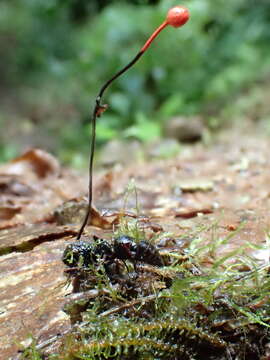 Ophiocordyceps australis (Speg.) G. H. Sung, J. M. Sung, Hywel-Jones & Spatafora 2007的圖片