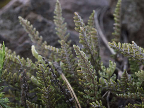 Plancia ëd Myriopteris gracillima (D. C. Eat.) J. Sm.