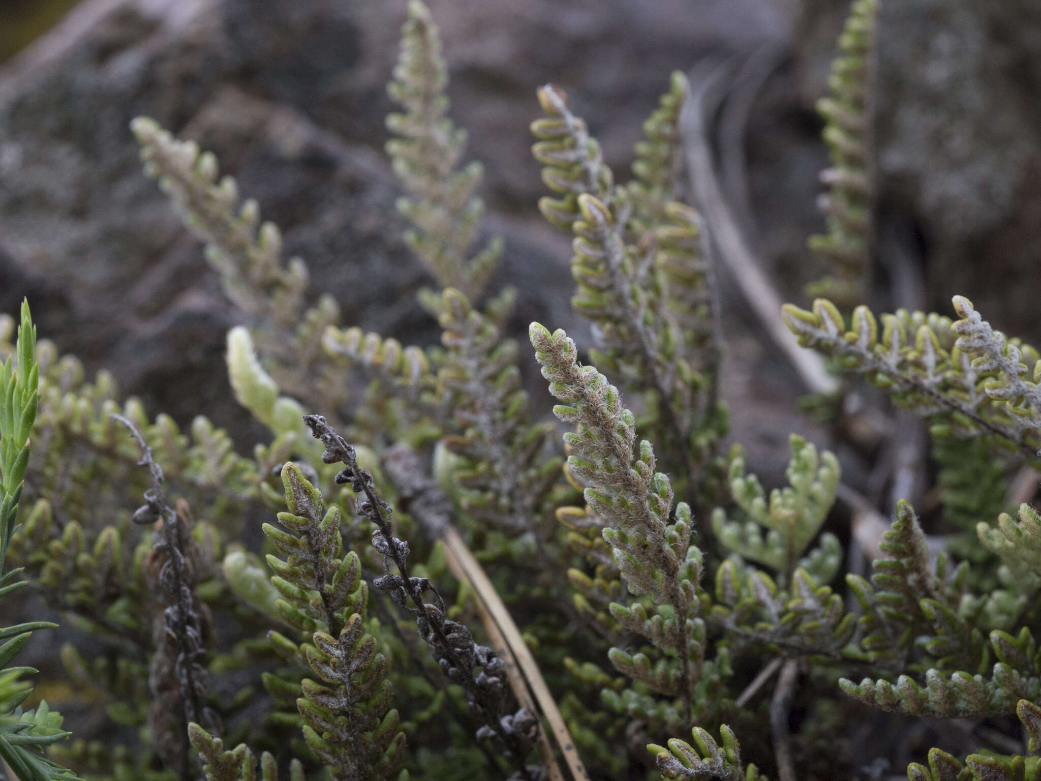 Image of lace lipfern