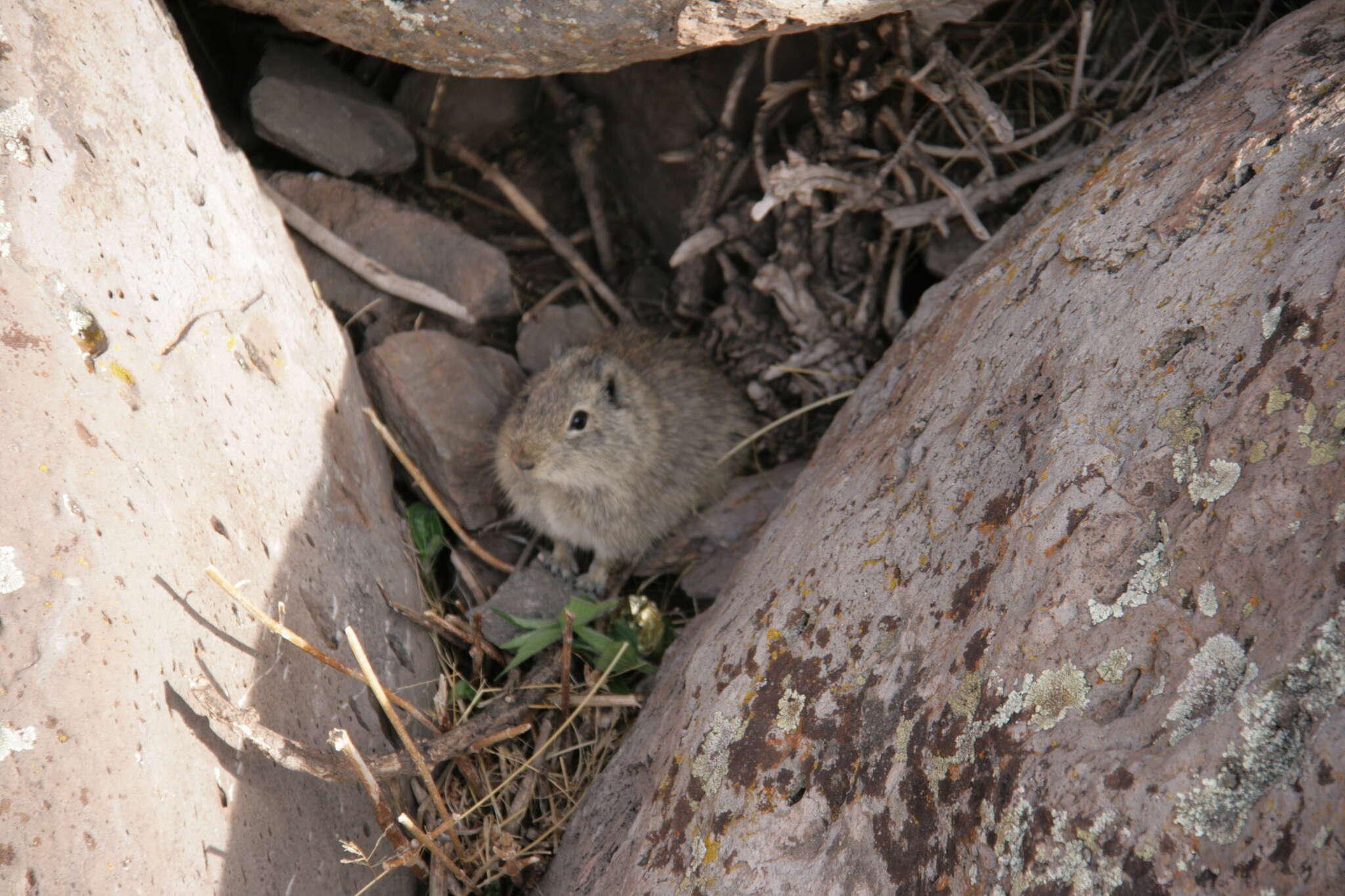 Image of Montane Guinea Pig