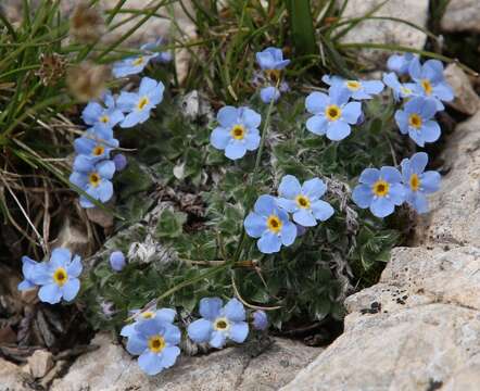 صورة Eritrichium nanum (L.) Gaudin