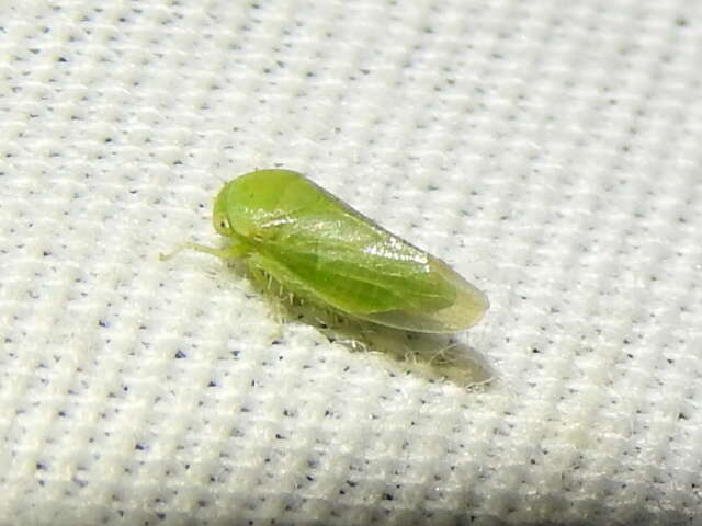 Image of Leafhopper