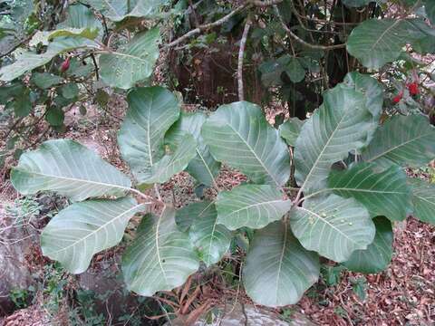 Image of Ocotea sinuata (Mez) J. G. Rohwer