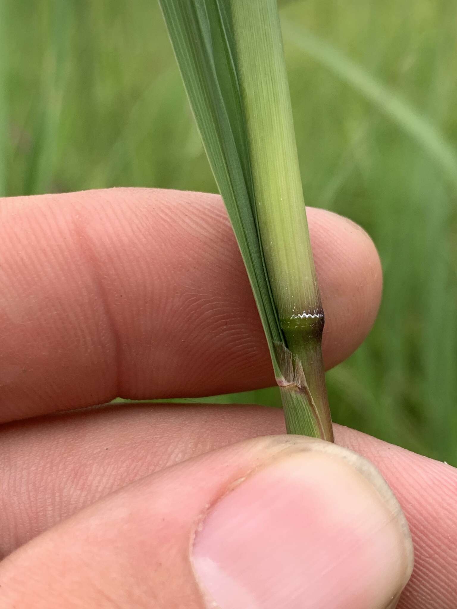 صورة Bothriochloa longipaniculata (Gould) Allred & Gould