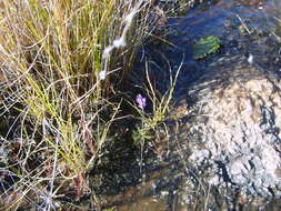 Image of Burmannia madagascariensis Baker