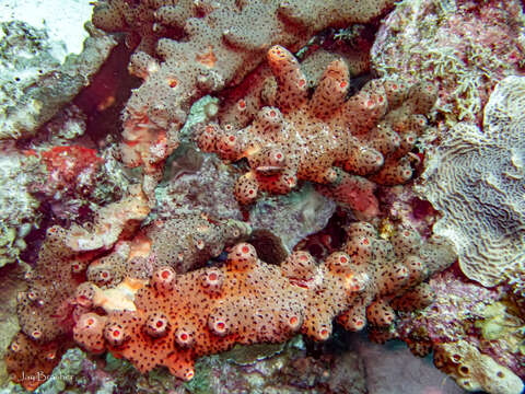 Image of brown tube sponge