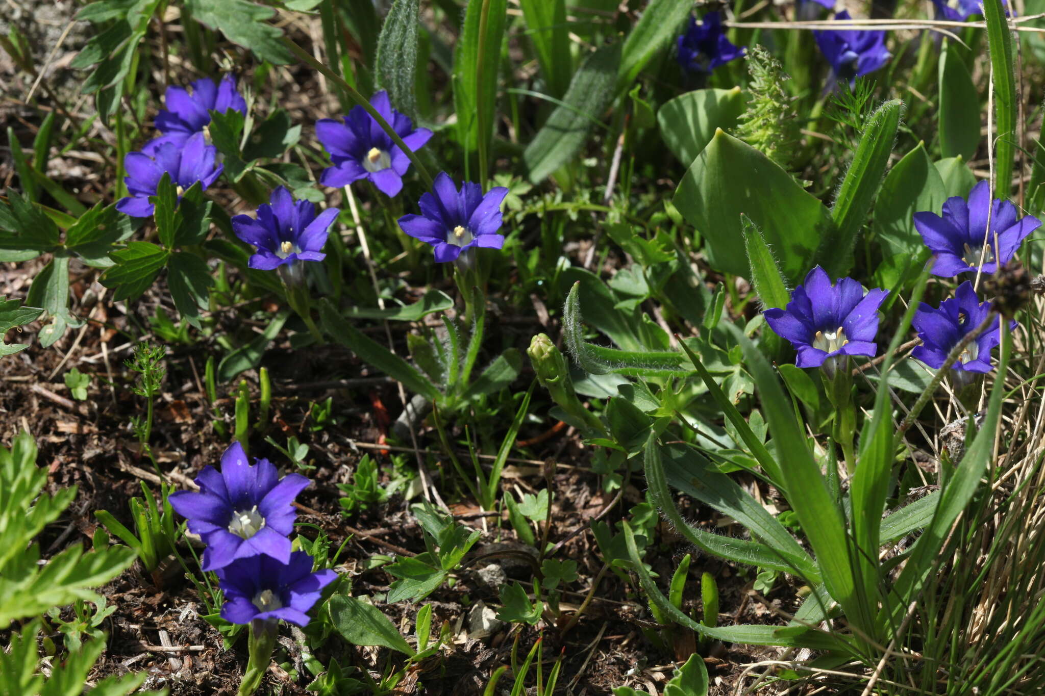 Image of Gentiana pyrenaica L.