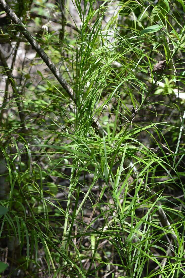 Image of Chamaedorea glaucifolia H. Wendl.