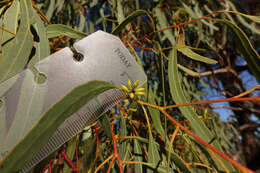 Eucalyptus melliodora A. Cunn. ex Schauer resmi