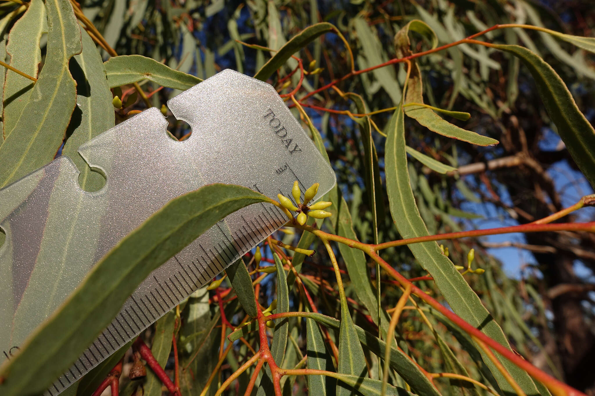 Eucalyptus melliodora A. Cunn. ex Schauer resmi