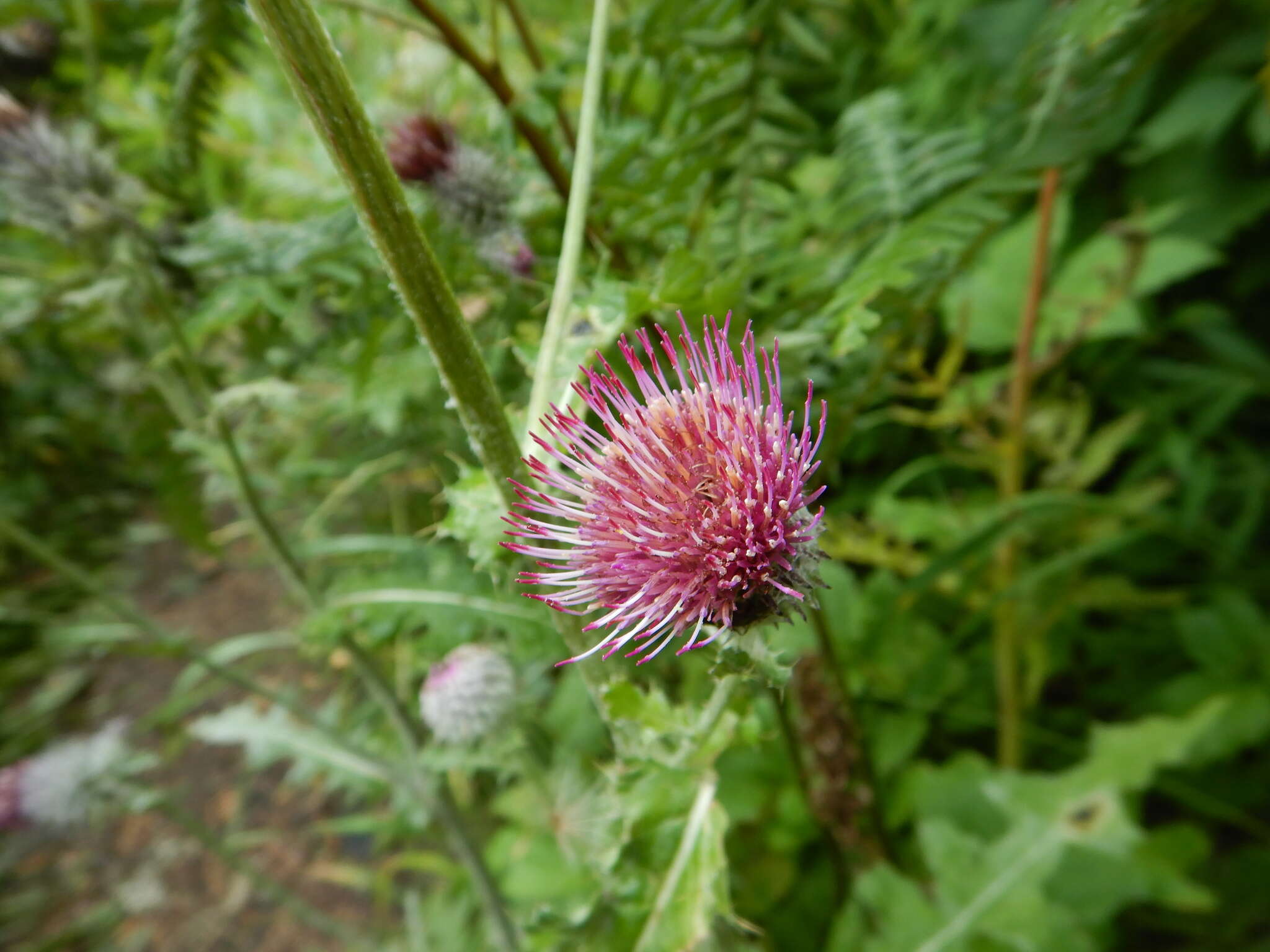 Image of edible thistle