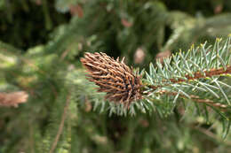 Image of Cooley Spruce Gall Adelgid