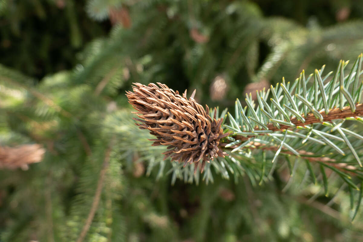 Image of Cooley Spruce Gall Adelgid