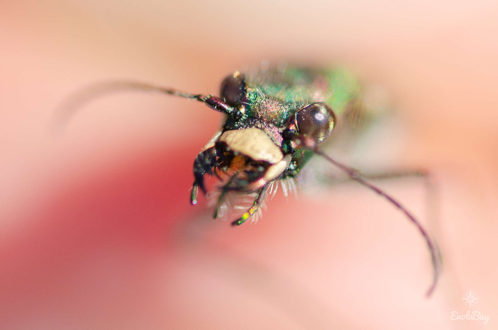 Image of Cicindela (Cicindela) maroccana pseudomaroccana Roeschke 1891