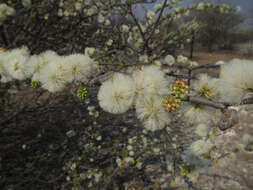 Sivun Senegalia mellifera subsp. detinens (Burch.) Kyal. & Boatwr. kuva