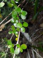 Image of Coprosma neglecta Cheeseman