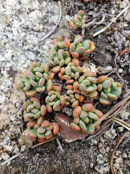 Image of Sierra stonecrop