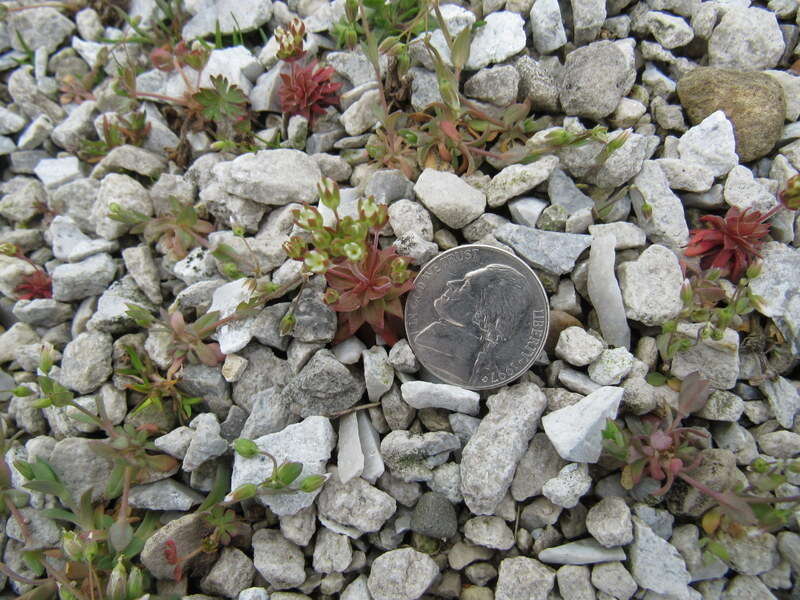 Image of western rockjasmine