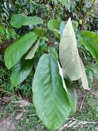 Imagem de Sterculia cordata Bl.