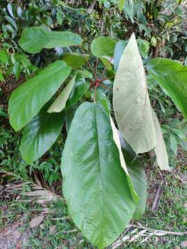 Image of Sterculia cordata Bl.