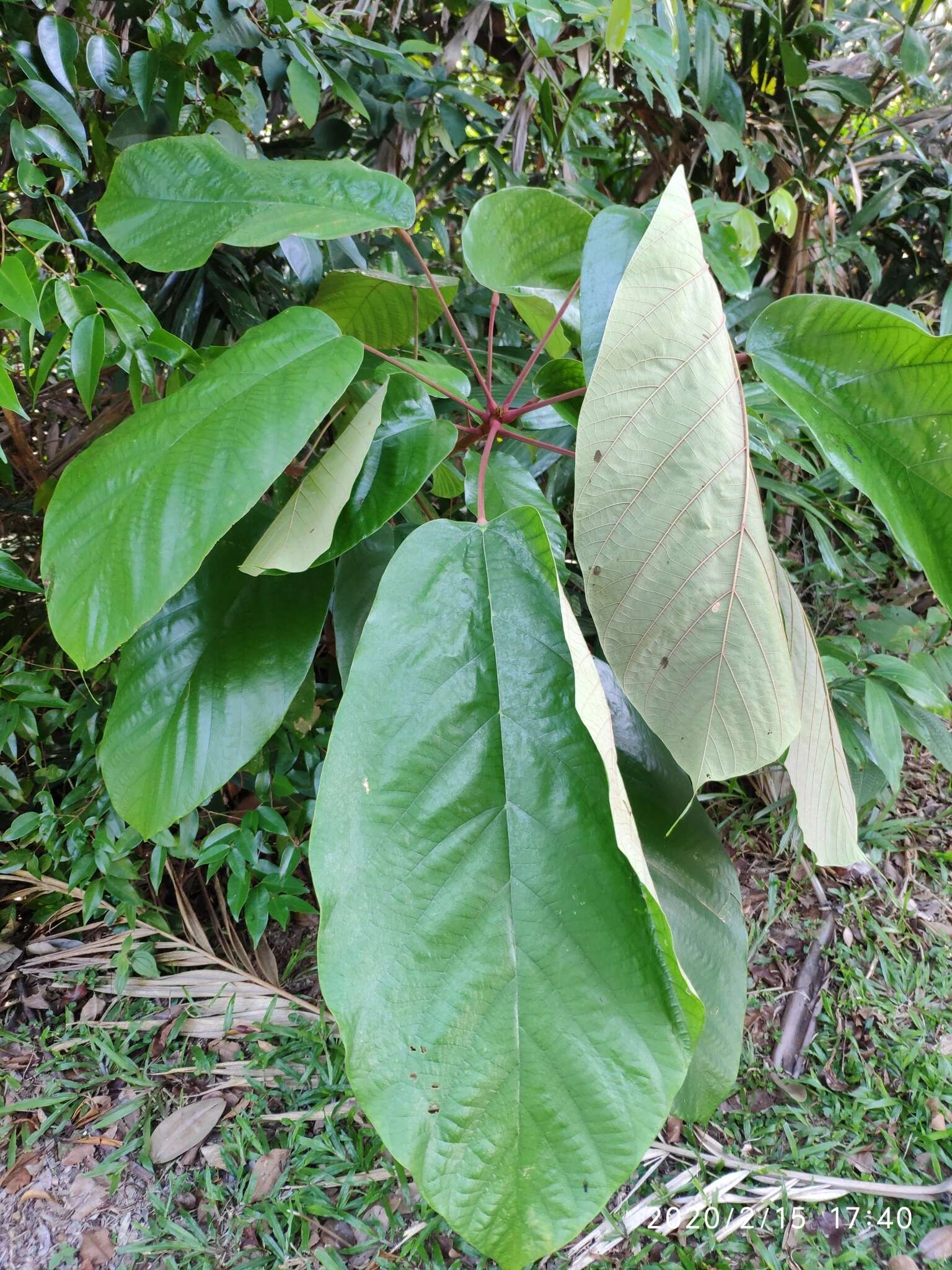 Imagem de Sterculia cordata Bl.