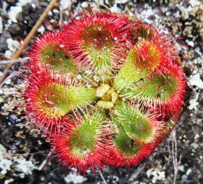 Imagem de Drosera xerophila