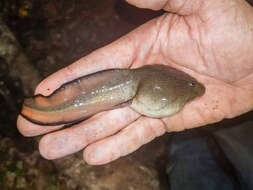 Sivun Lithobates heckscheri (Wright 1924) kuva