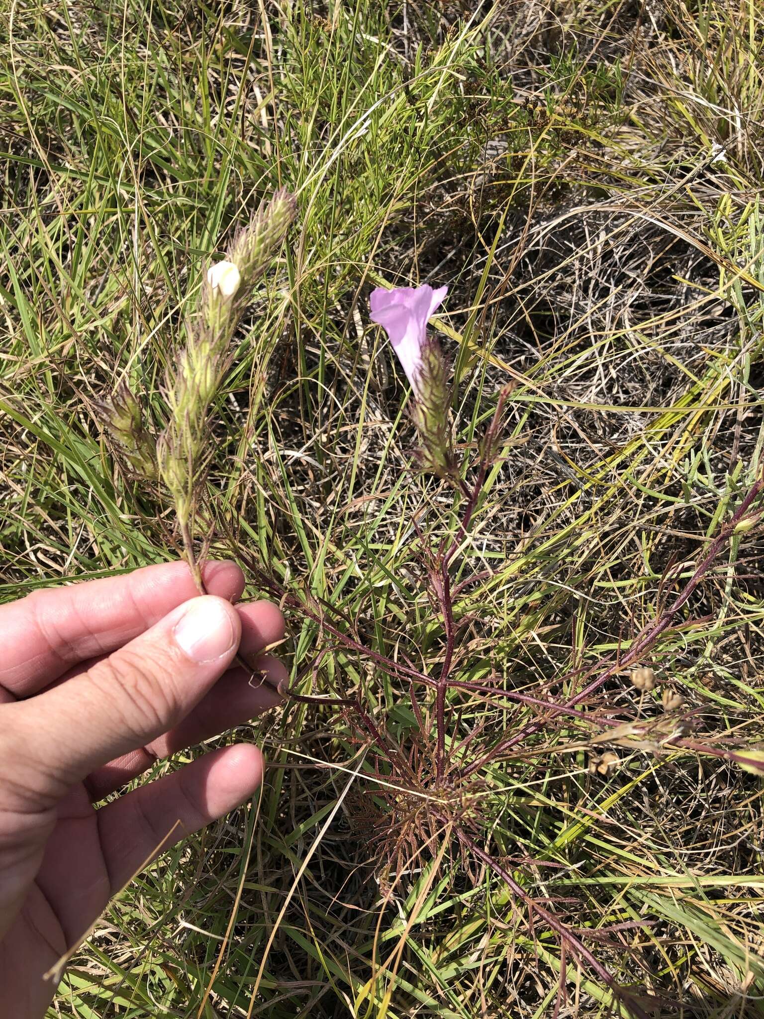 Imagem de Agalinis densiflora Blake