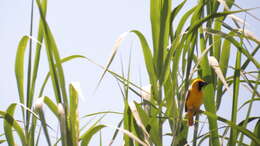 Image of Kilombero weaver