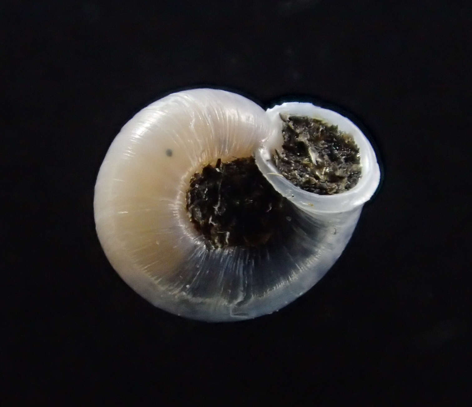 Image of smooth grass snail