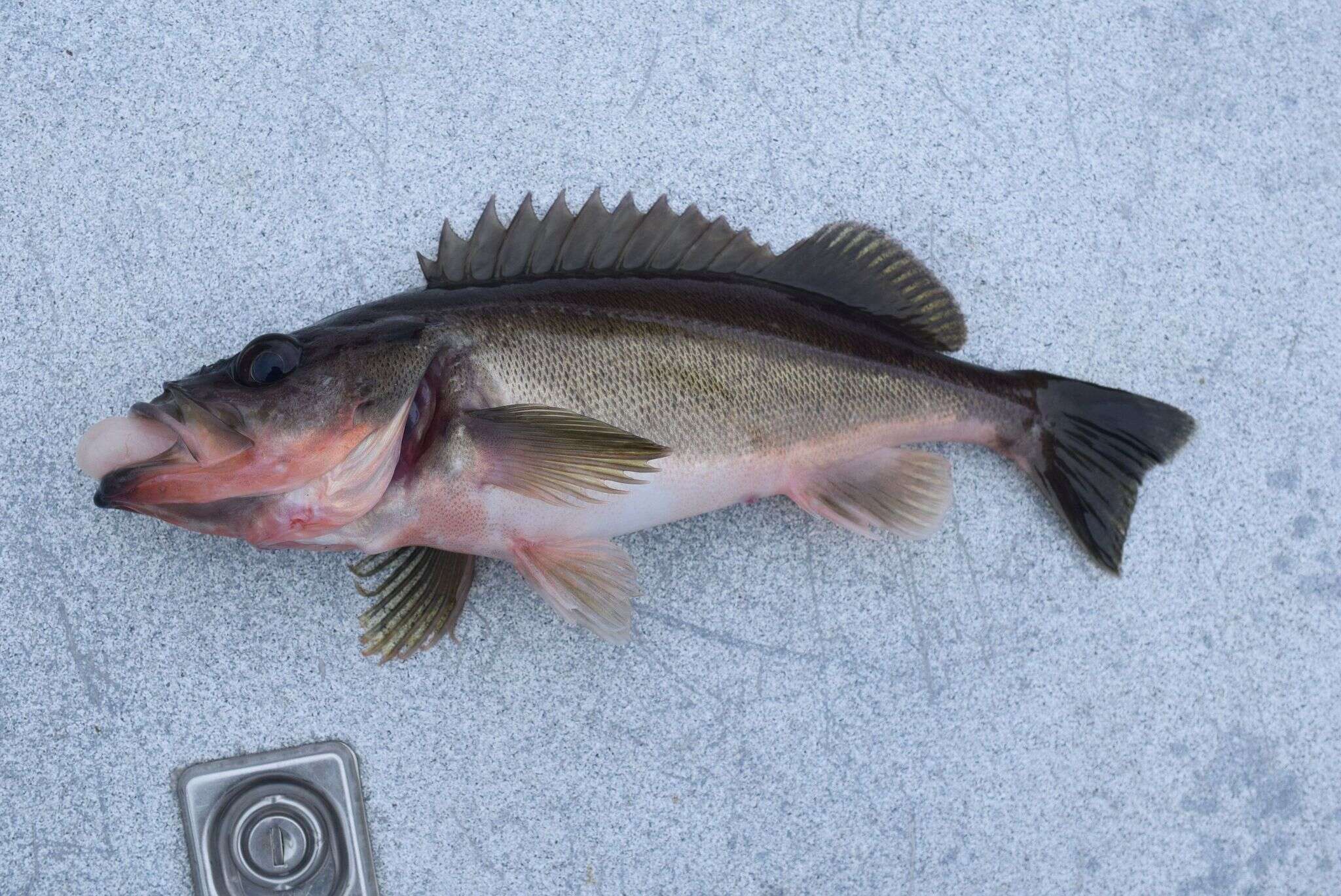 Image of Silvergray rockfish