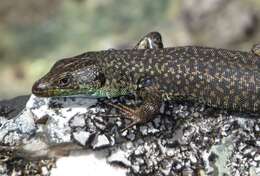 Image of Pena de Francia rock lizard