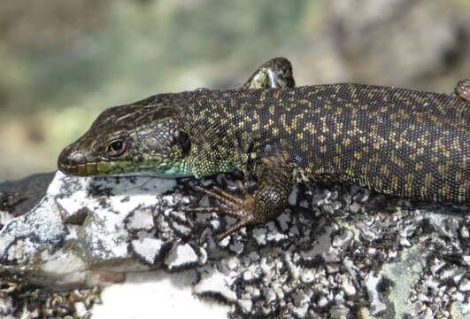 Image of Pena de Francia rock lizard