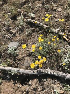 Image of common woolly sunflower