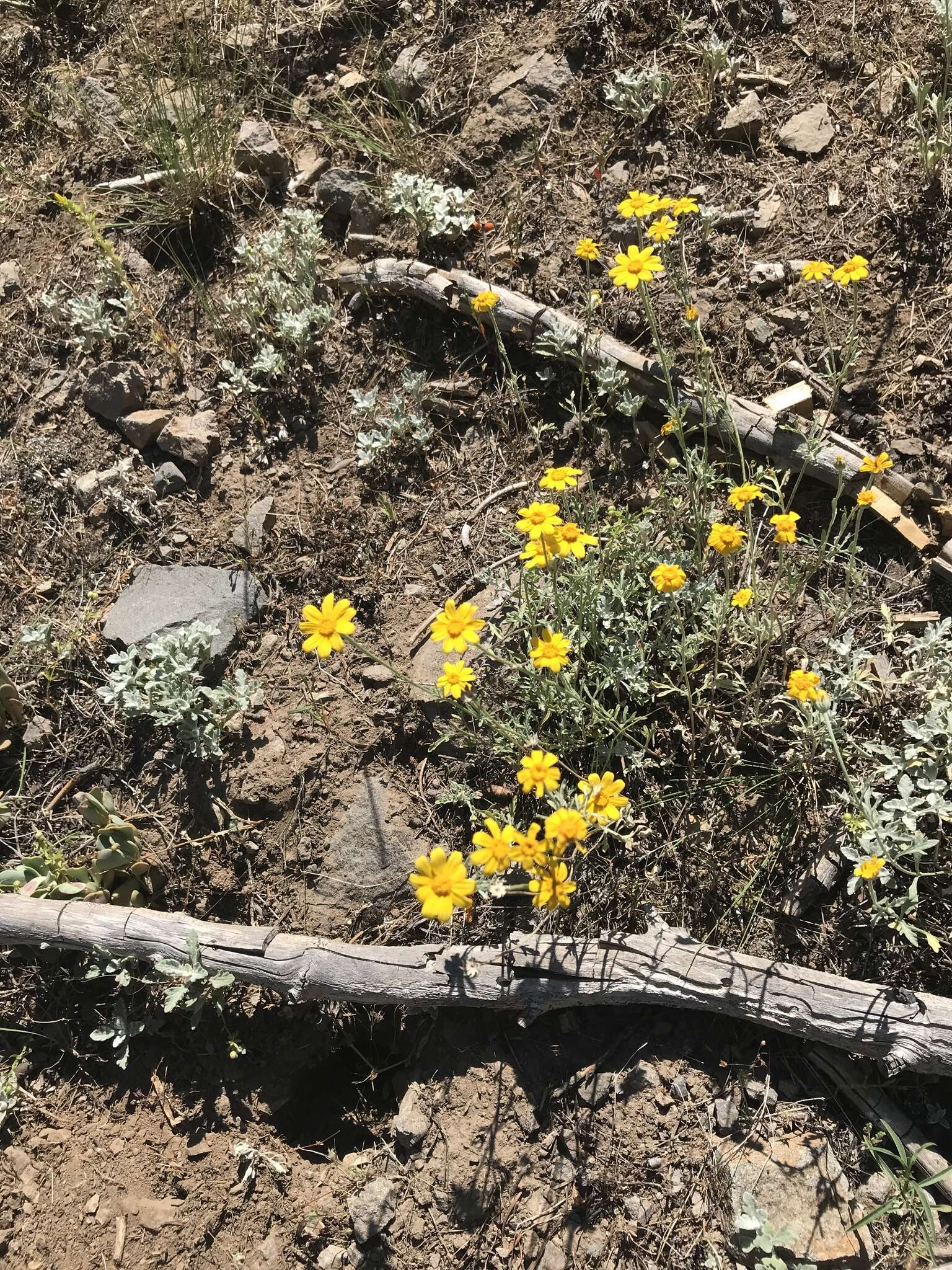 Image of common woolly sunflower