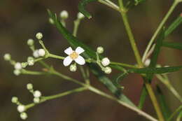 Image of Zieria laxiflora (Benth.) Domin