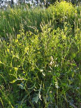 Image of perennial bastardcabbage