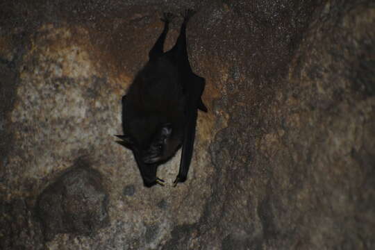 Image of Sac-winged bats