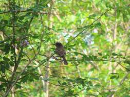 Image of Puerto Rican Flycatcher