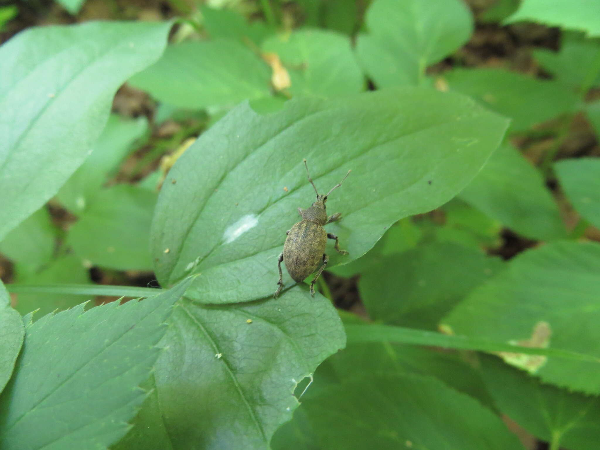 Image of lovage weevil