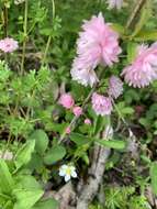 Imagem de Prunus glandulosa C. P. Thunb. ex A. Murray