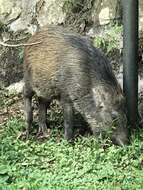 Imagem de Sus scrofa moupinensis Milne-Edwards 1871