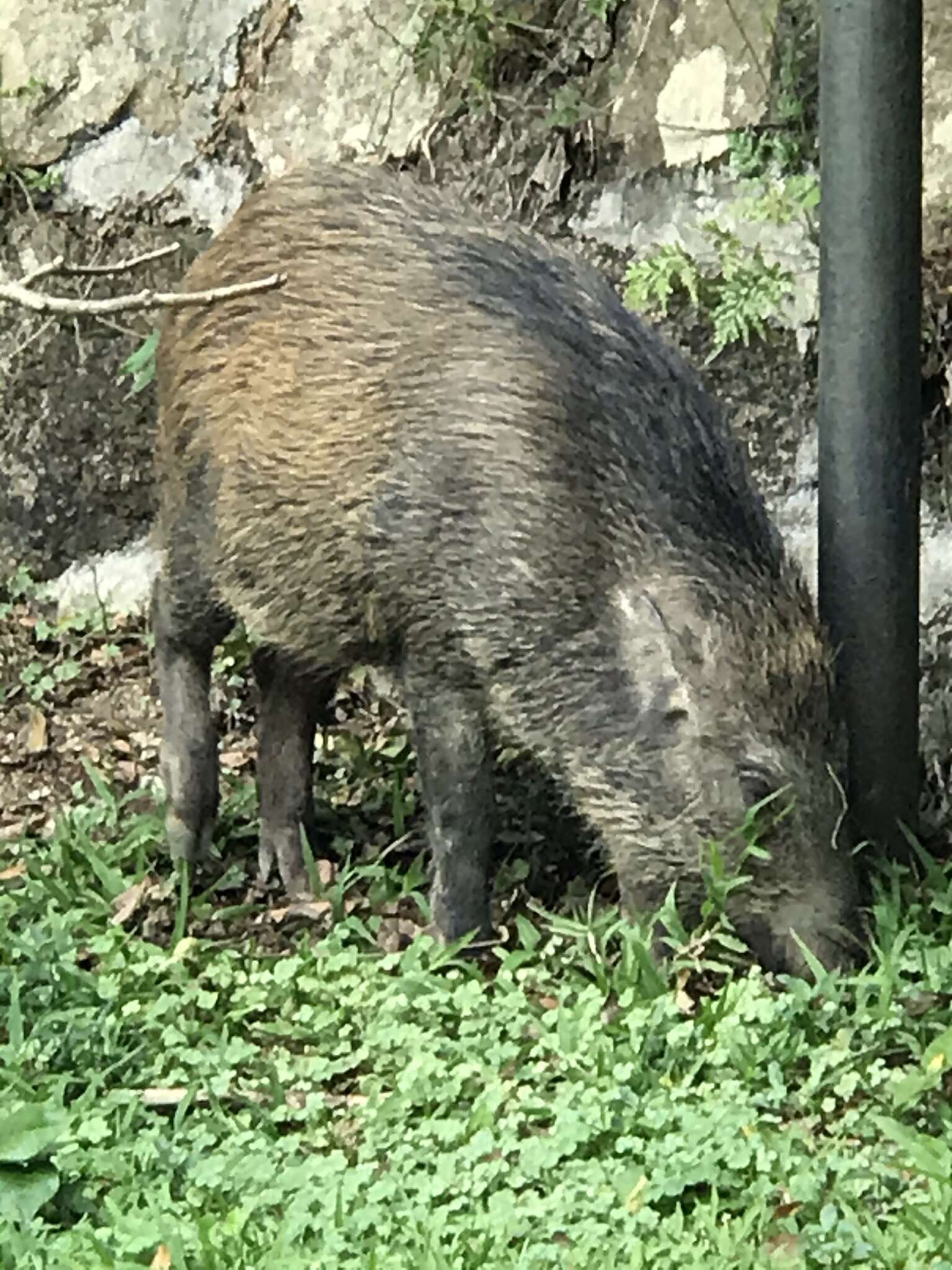 Imagem de Sus scrofa moupinensis Milne-Edwards 1871