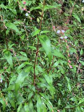 Image of Persicaria pubescens (Bl.) Hara