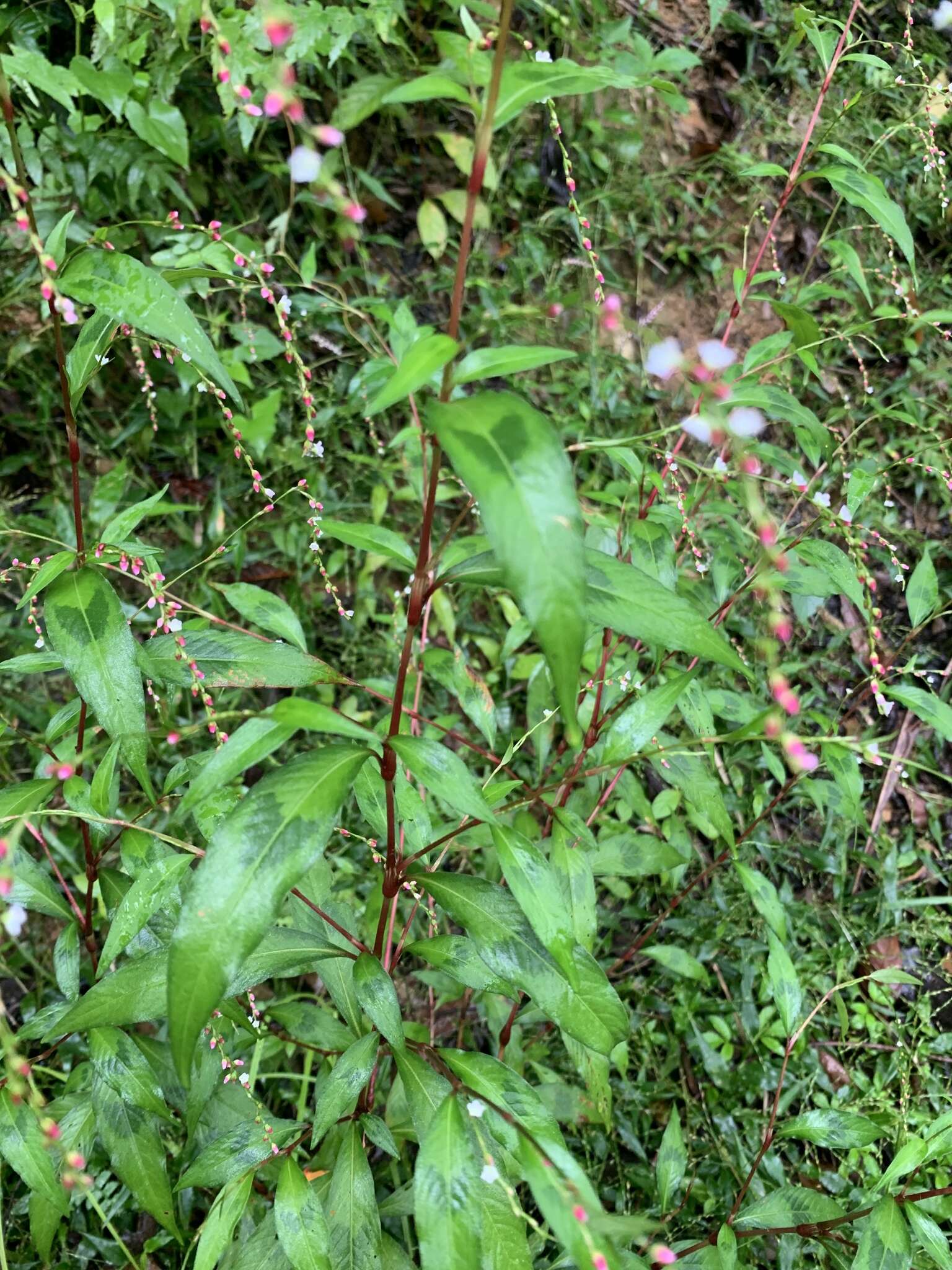 صورة Persicaria pubescens (Bl.) Hara