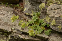 Imagem de Potentilla nivalis Lapeyr.