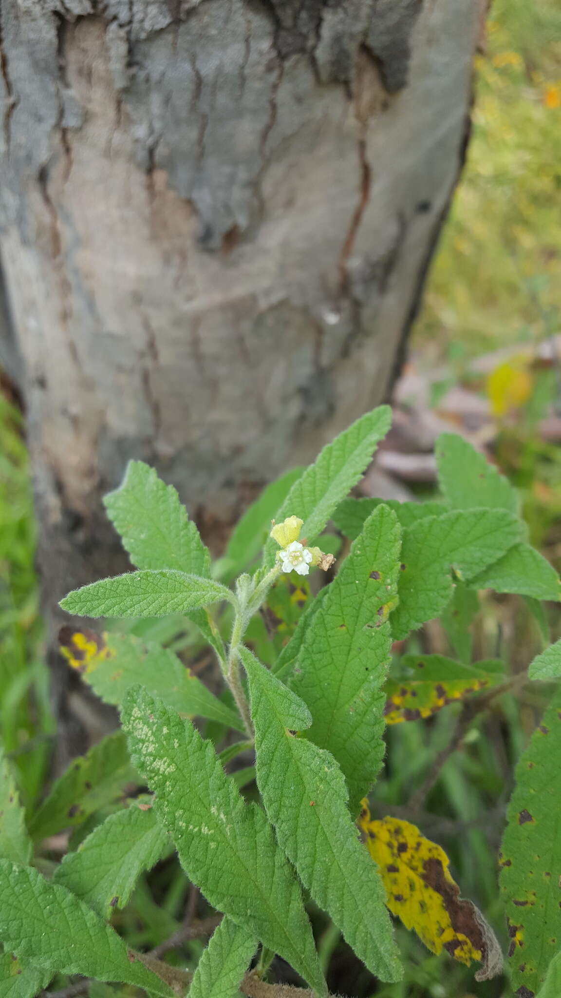 Image of black sage