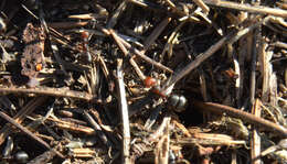 Image of Thatching ant